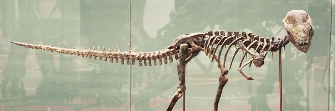 Tesoros: Fósiles y Minerales de México - Universum, Museo de las Ciencias de la UNAM - DGDC, UNAM Tesoros: Fósiles y Minerales de México - Universum, Museo de las Ciencias de la UNAM - DGDC, UNAM