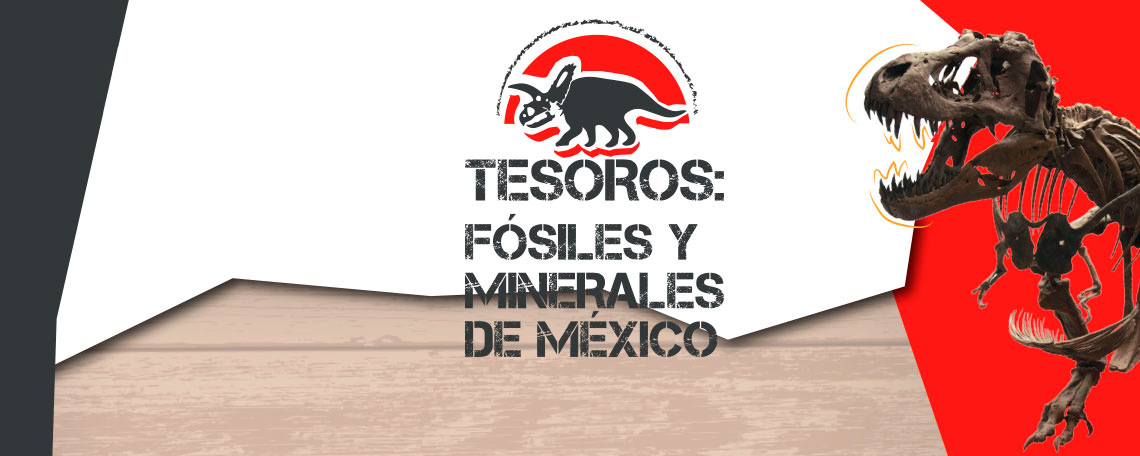Tesoros: Fósiles y Minerales de México
