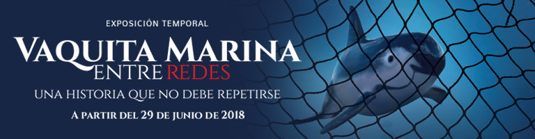 Vaquita Marina, entre redes